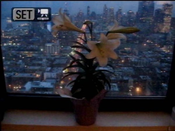 Copyright - Lora Mitchell