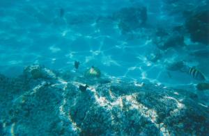 Undersea St. Thomas 4