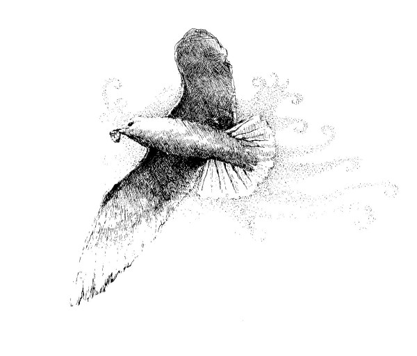 © Rochelle Wisoff-Fields