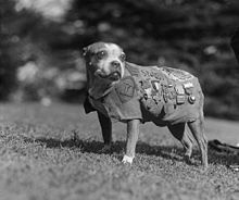Sgt Stubby