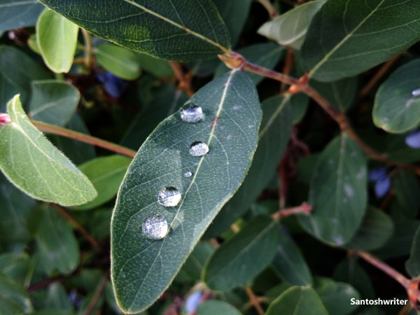 FF_santoshwriter (1)