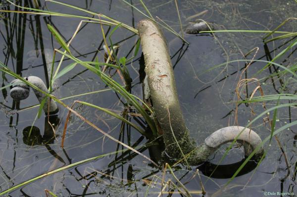 PHOTO PROMPT - © Dale Rogerson