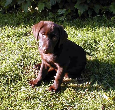 Bluebell in the furry flesh. © Sarah Potter
